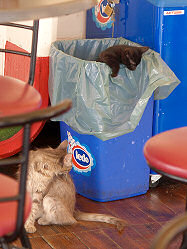 Reisebericht - mit tuifly.com nach Mali Losinj in Kroatien - die Imbißkatzen ;) in Merag auf Cres