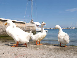 Reisebericht - mit tuifly.com nach Mali Losinj in Kroatien - Gänse in Malinska auf der Insel Krk