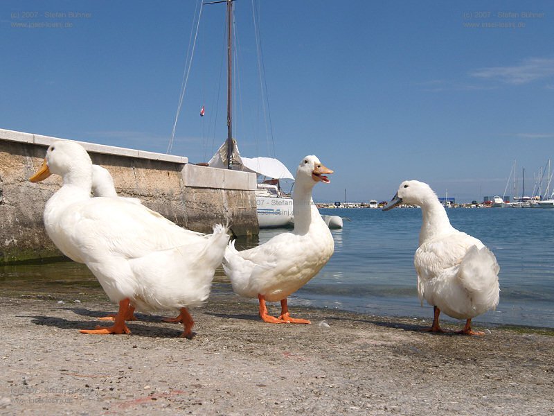 G�nse in Malinska auf der Insel Krk