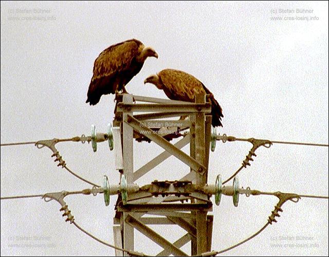 G�nsegeier auf der Insel Cres