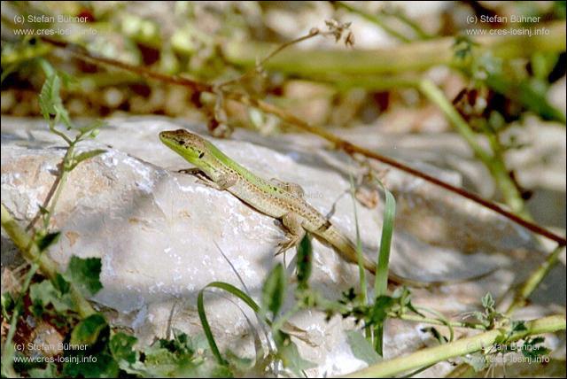 Eidechse auf der Insel Losinj