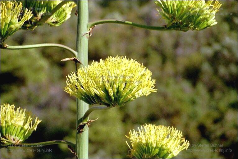 eine Agavenbl�te in der Sonnenbuch bei Veli Losinj